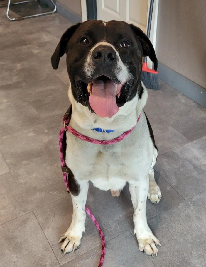 Enlarge Beast, a Adoptable mixed breed in Lisbon, OH image 6/6