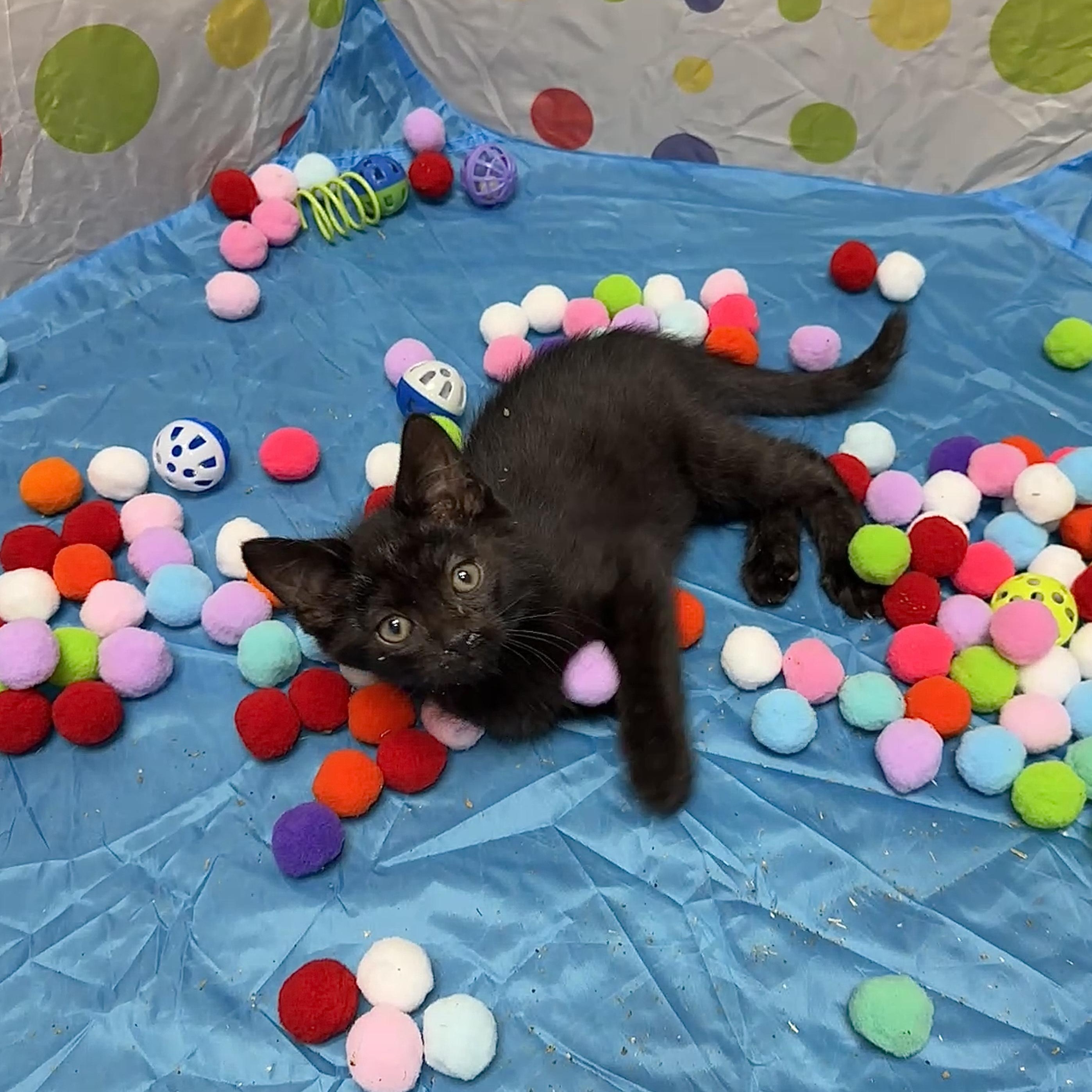 Marvin, Adoptable, Kitten Male Domestic Short Hair.