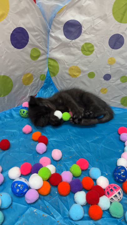 Enlarge Marvin, a Adoptable Domestic Short Hair in Oconto, WI video 2/2