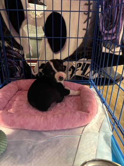 Enlarge Dude, a Adoptable mixed breed in Conway, AR image 1/2