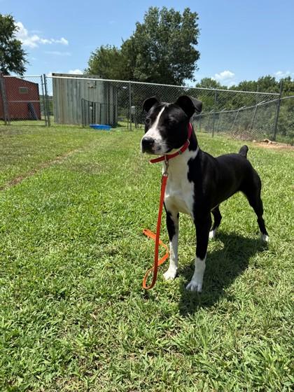 Enlarge Dude, a Adoptable mixed breed in Conway, AR image 2/2