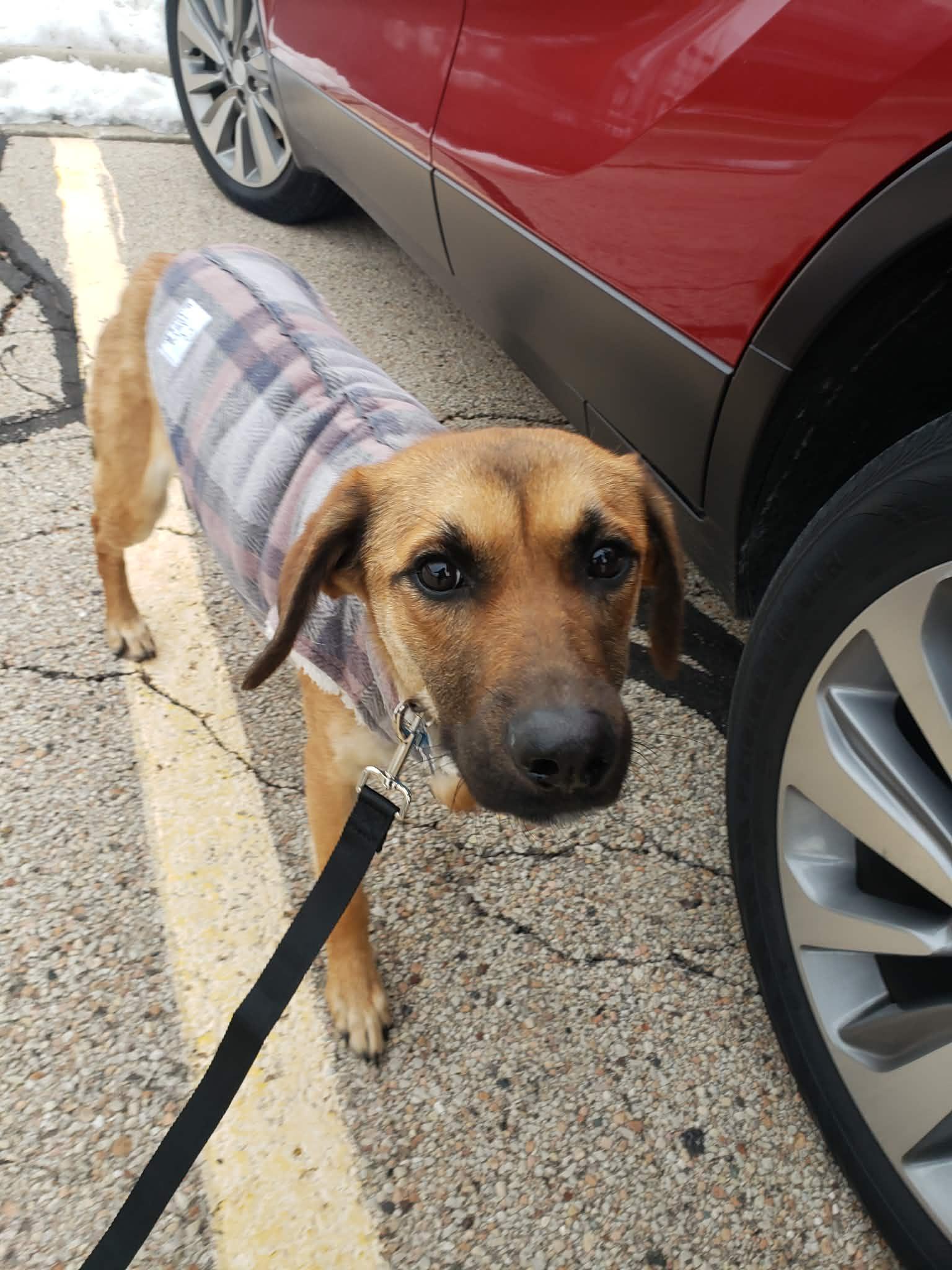 Georgia, a ADOPTABLE mixed breed in Plainfield, IL image 1/5