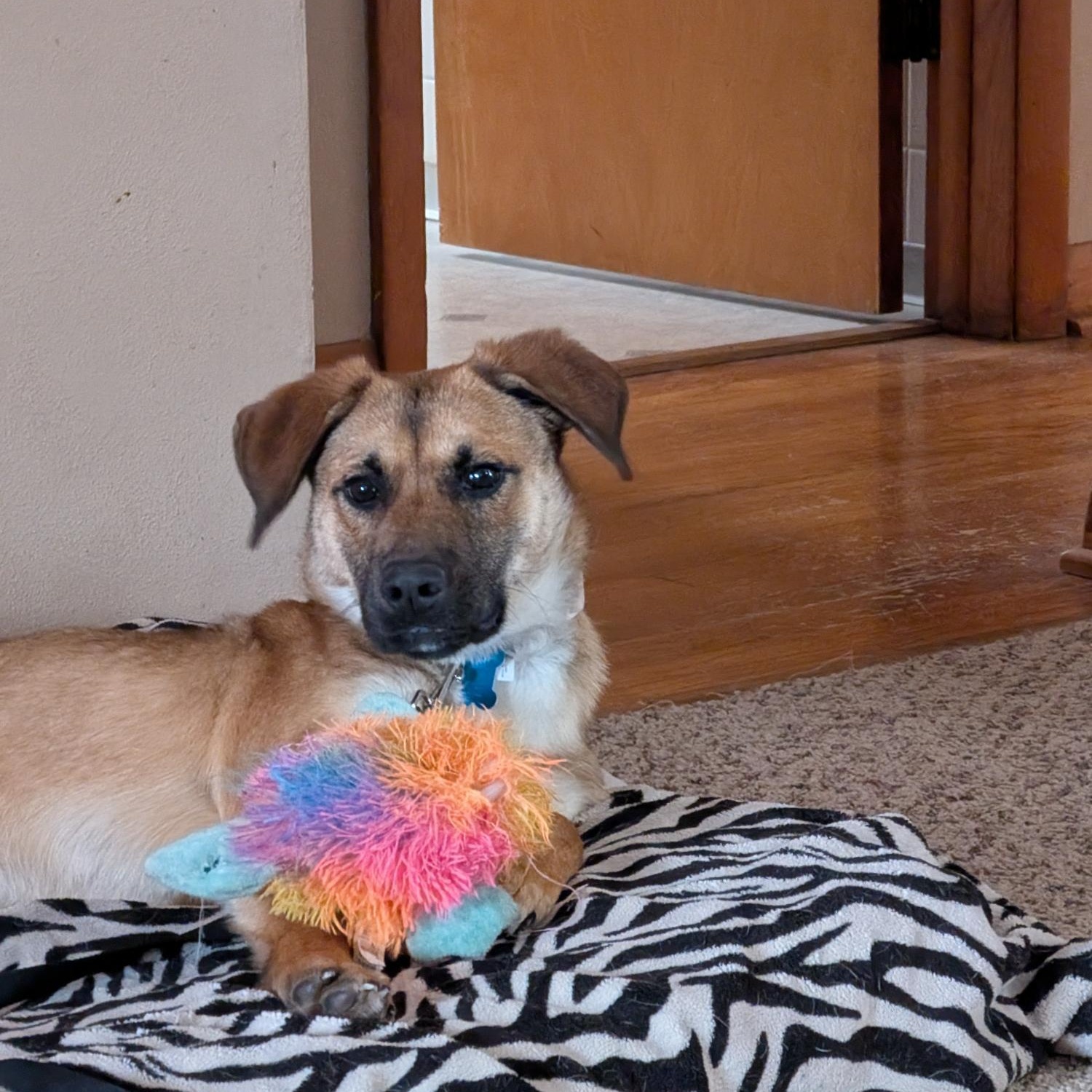 Georgia, a ADOPTABLE mixed breed in Plainfield, IL image 2/5