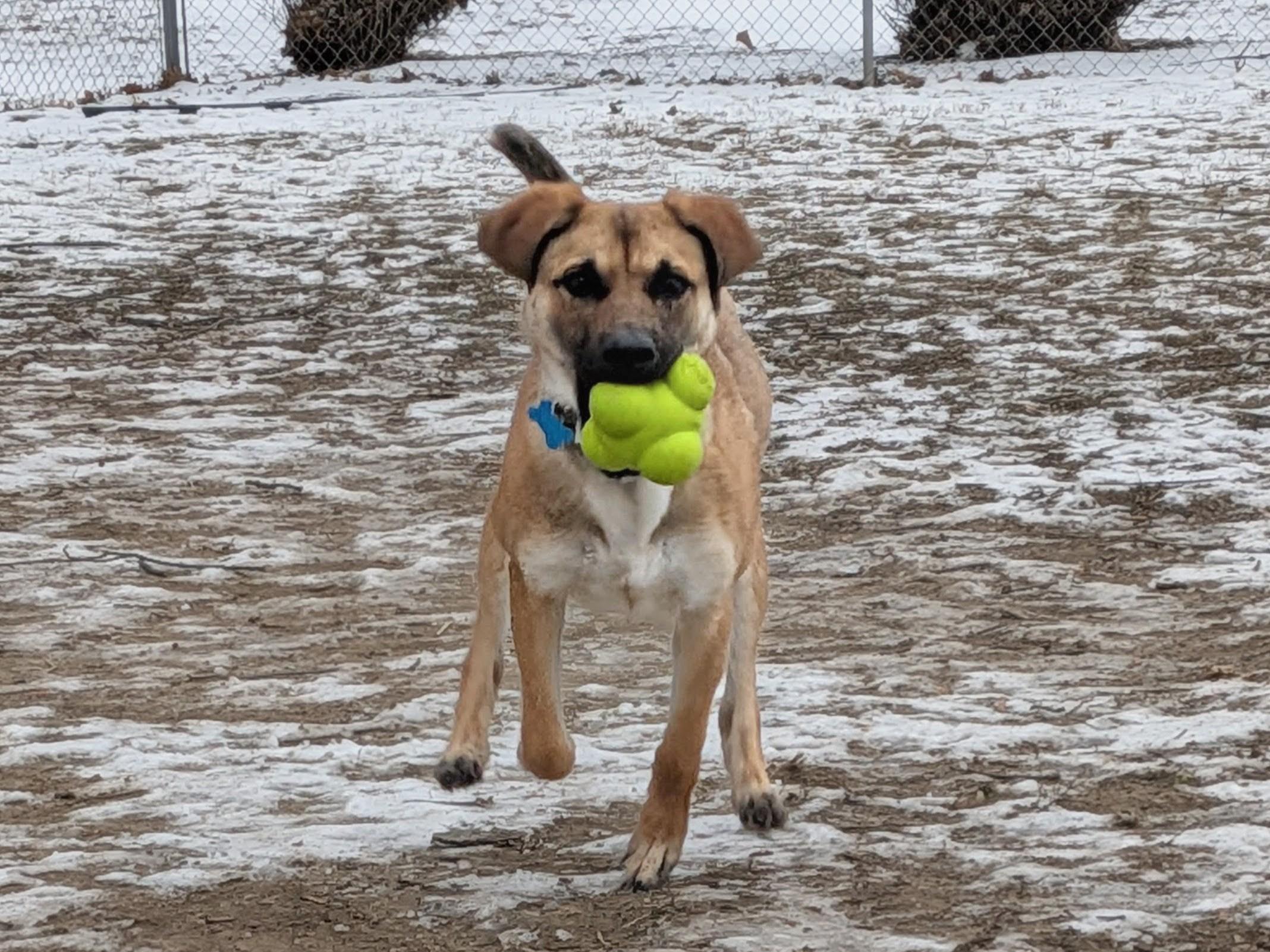 Georgia, a ADOPTABLE mixed breed in Plainfield, IL image 3/5