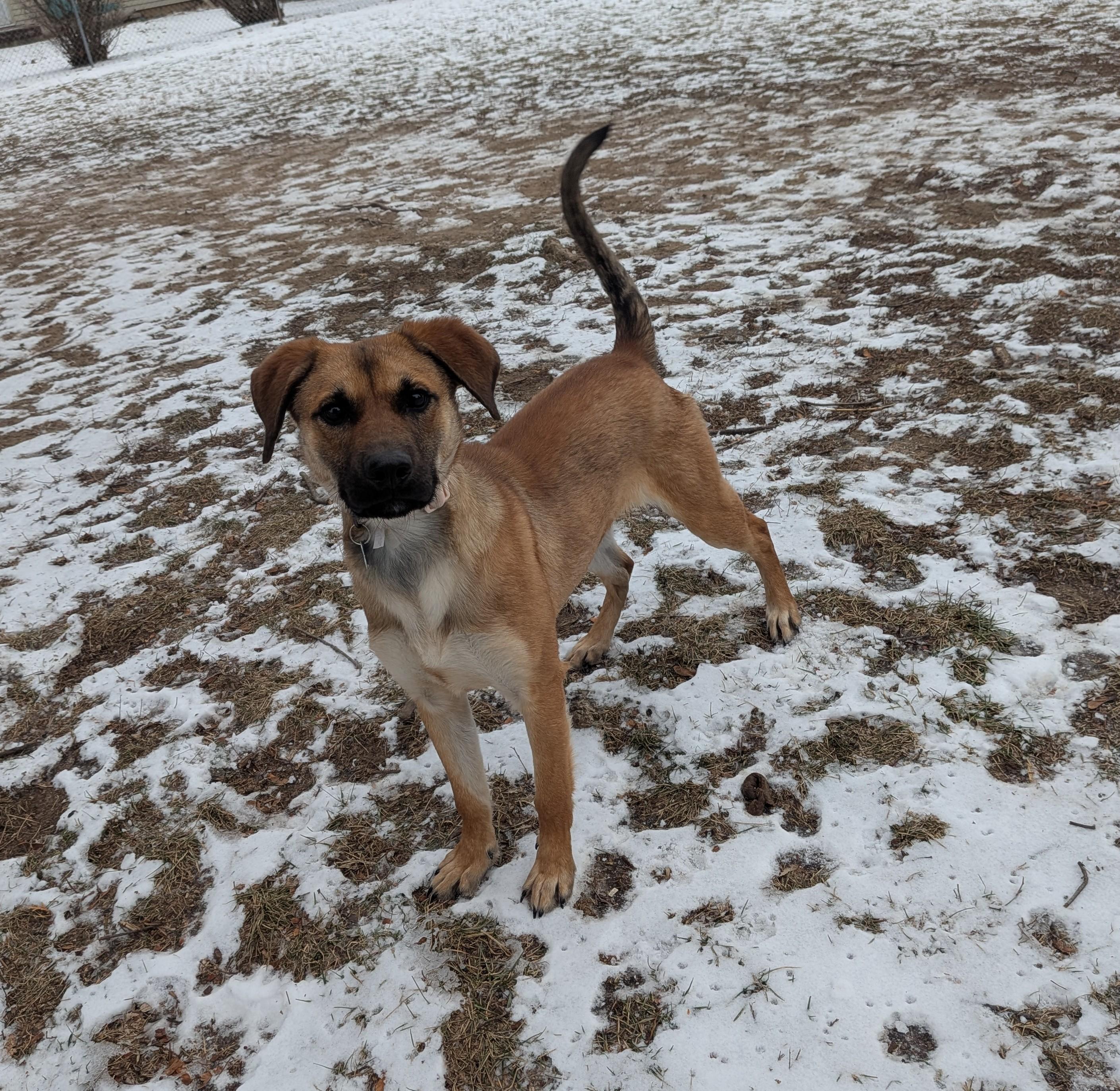 Georgia, a ADOPTABLE mixed breed in Plainfield, IL image 4/5