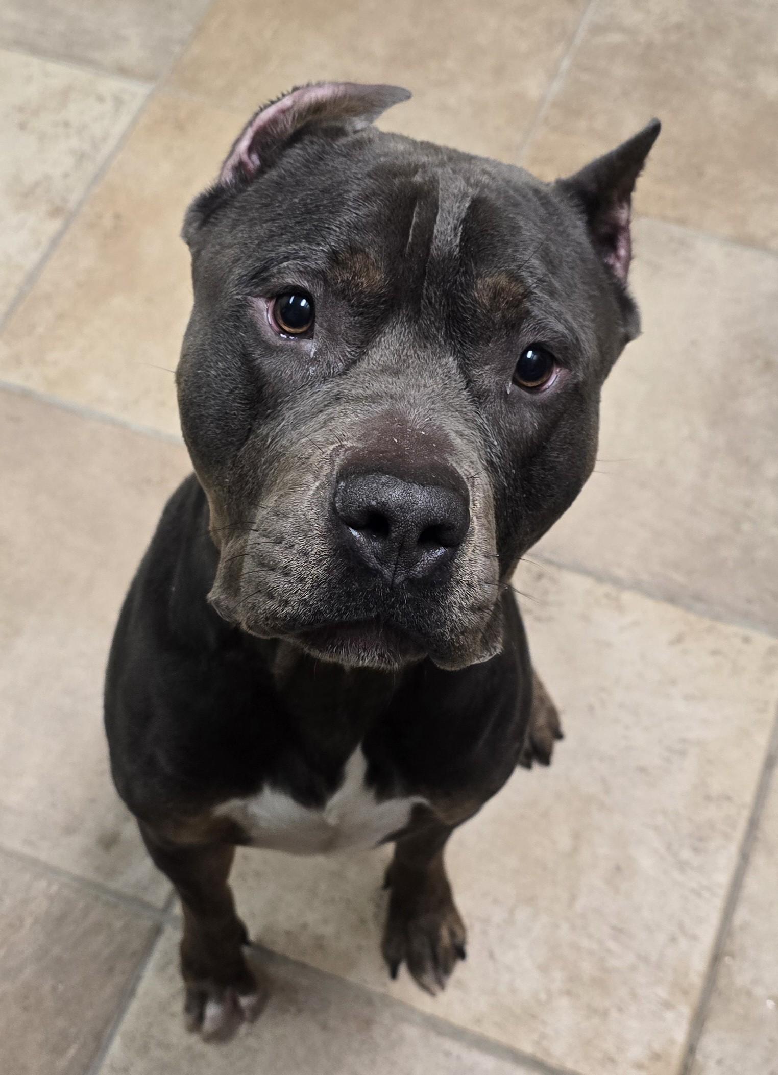 Tommy, adoptable, Young Male Cane Corso.