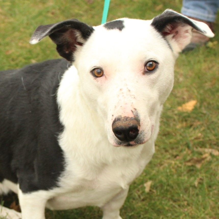 Joker, Adoptable, Adult Male Border Collie.