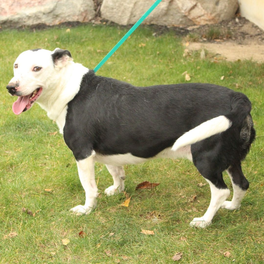 Joker, a Adoptable Border Collie in Eaton, OH image 2/12