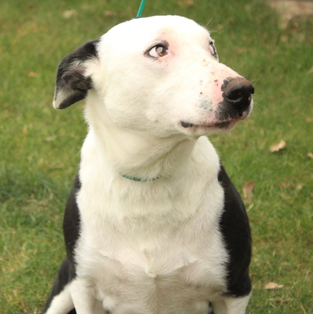 Joker, a Adoptable Border Collie in Eaton, OH image 3/12