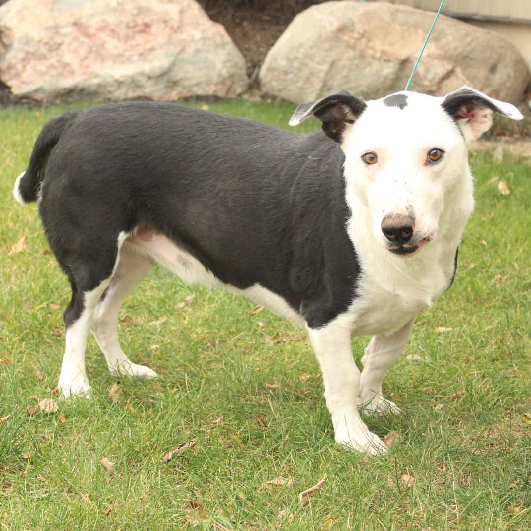 Joker, a Adoptable Border Collie in Eaton, OH image 4/12