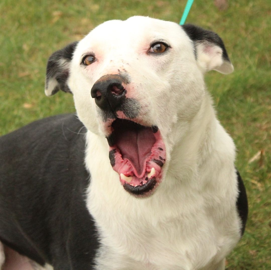 Joker, a Adoptable Border Collie in Eaton, OH image 5/12