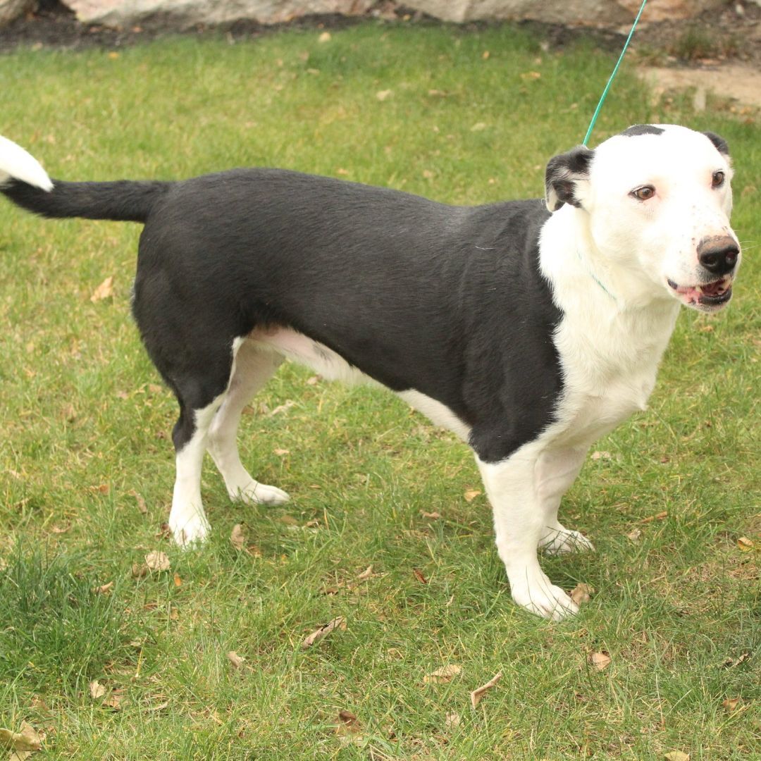 Joker, a Adoptable Border Collie in Eaton, OH image 6/12