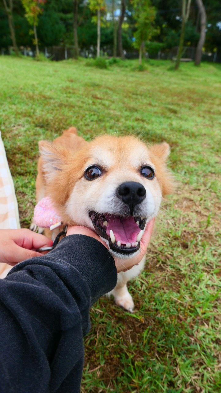 VITO, Adoptable, Adult Male Cavalier King Charles Spaniel & Corgi.
