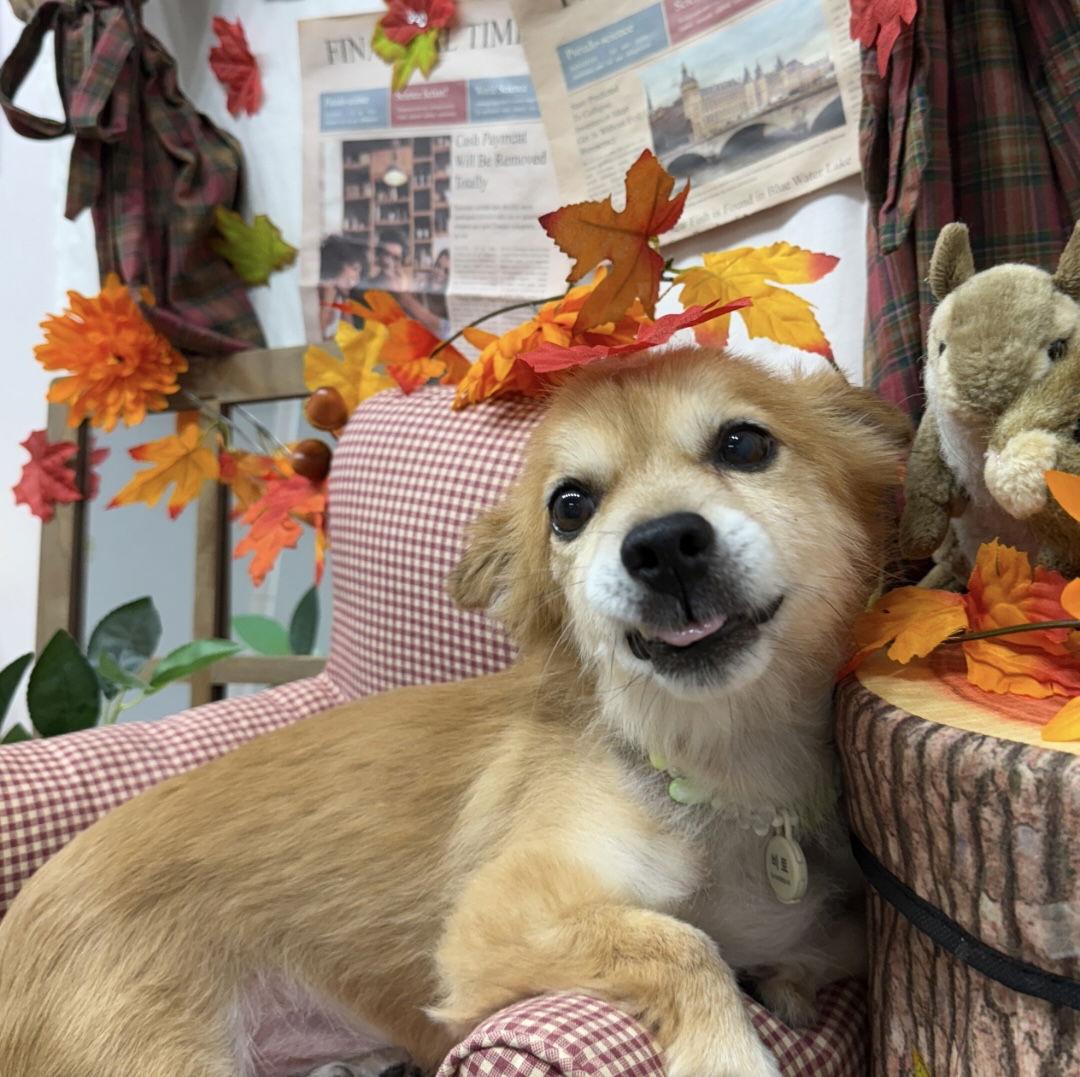 Enlarge VITO, a Adoptable mixed breed in Agoura Hills, CA image 3/3