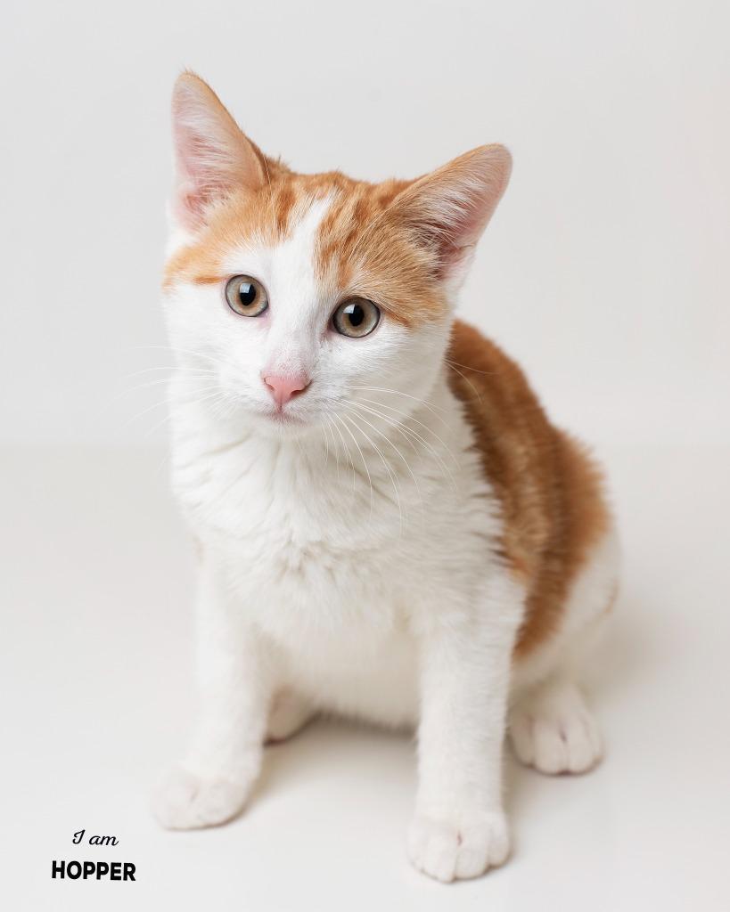 Enlarge Hopper bonded with Elfie, a Adoptable mixed breed in Boone, IA image 1/2