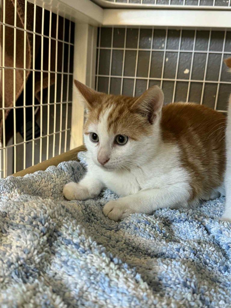 Enlarge Hopper bonded with Elfie, a Adoptable mixed breed in Boone, IA image 2/2