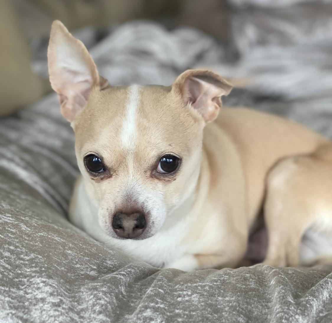 Enlarge Dolly, a Adopted Chihuahua in Mentor, OH image 1/2