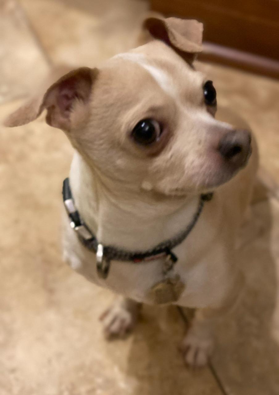 Enlarge Dolly, a Adopted Chihuahua in Mentor, OH image 2/2