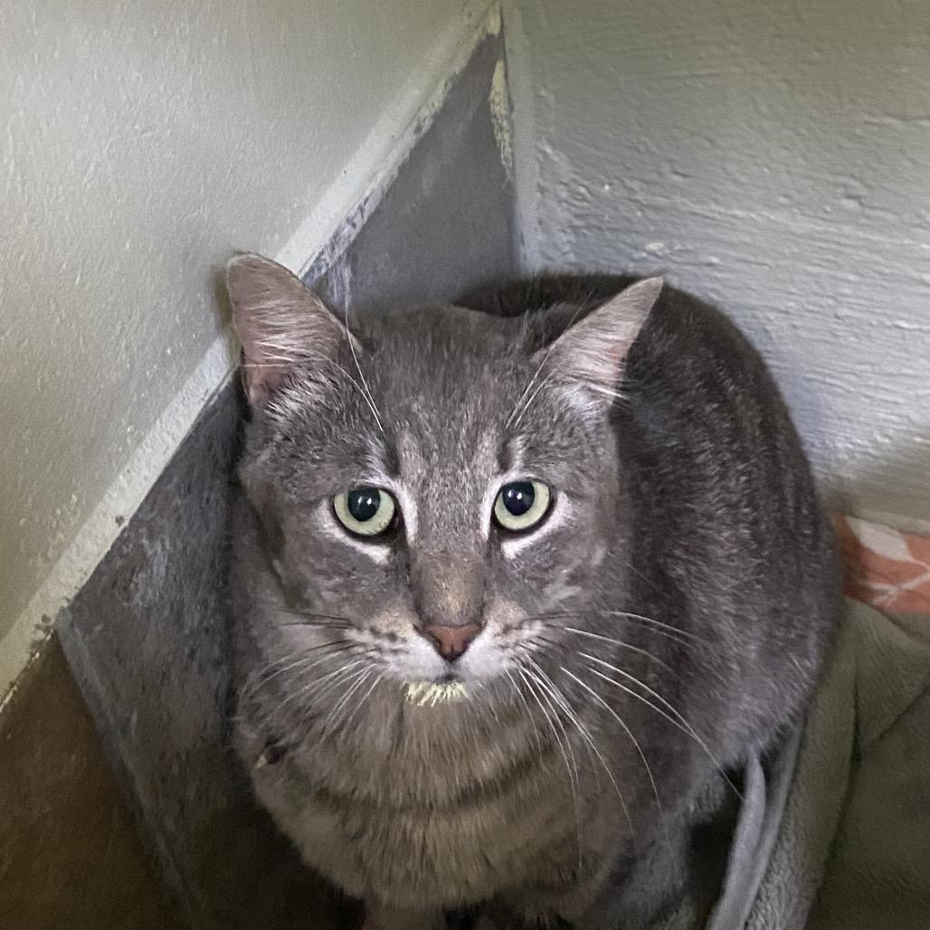 Tripper, Adoptable, Adult Male Domestic Short Hair.
