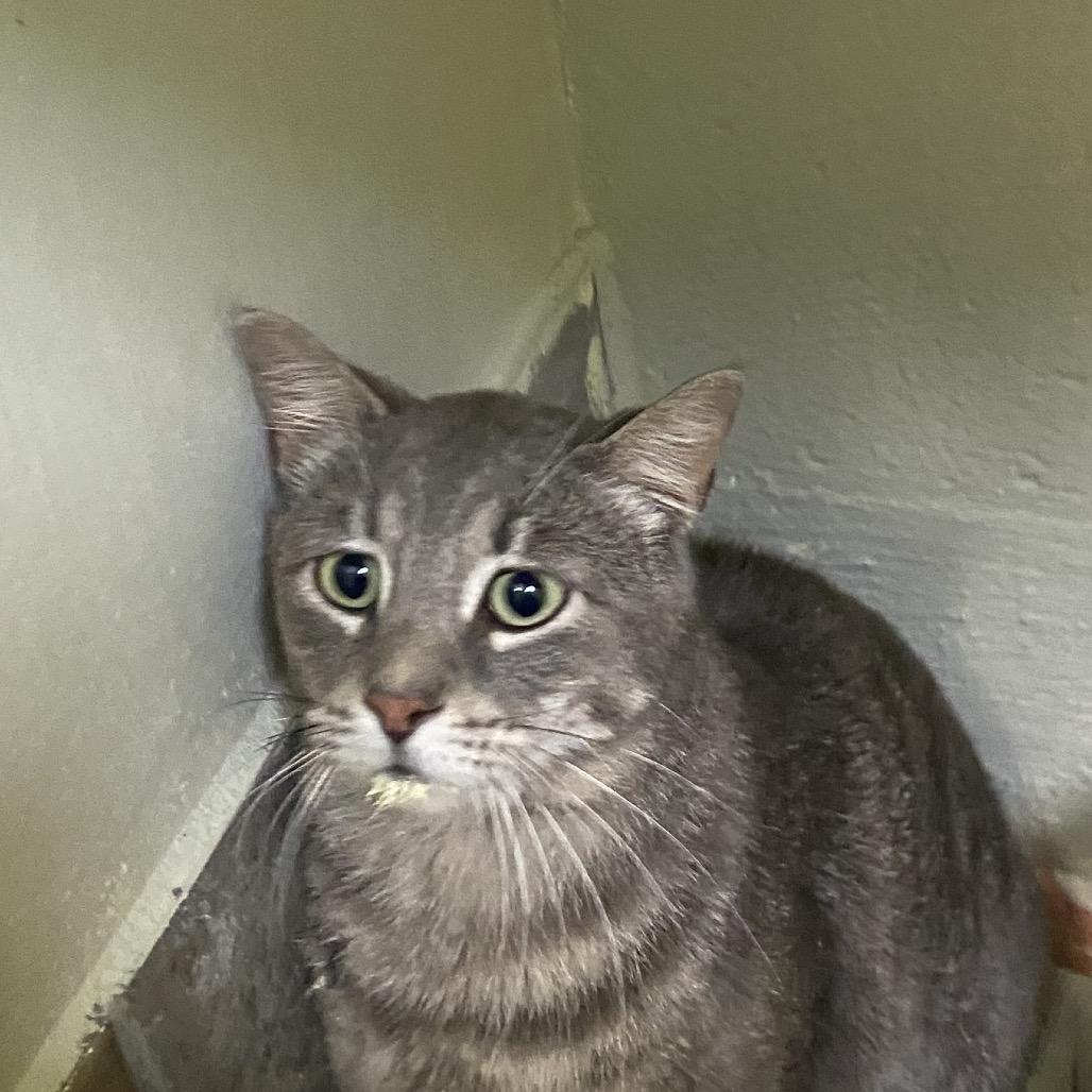 Enlarge Tripper, a Adoptable Domestic Short Hair in Eureka Springs, AR image 2/4