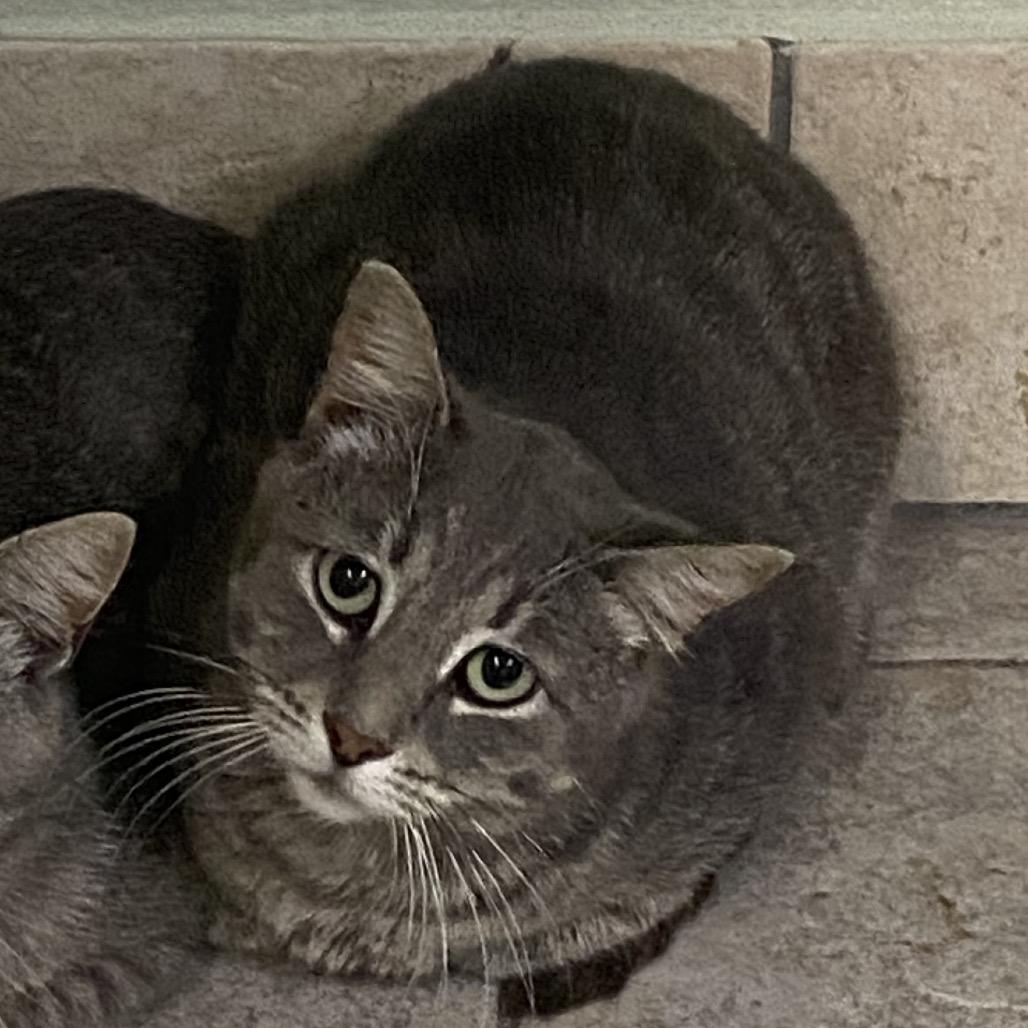 Enlarge Tripper, a Adoptable Domestic Short Hair in Eureka Springs, AR image 3/4