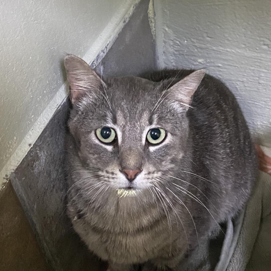 Enlarge Tripper, a Adoptable Domestic Short Hair in Eureka Springs, AR image 4/4