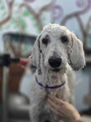 Pinto, a Adoptable mixed breed in Moses Lake, WA image 1/6