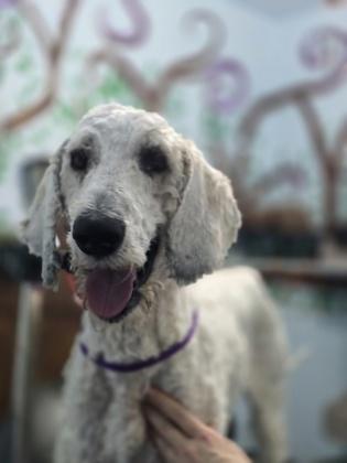 Pinto, a Adoptable mixed breed in Moses Lake, WA image 3/6