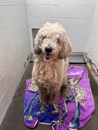 Pinto, a Adoptable mixed breed in Moses Lake, WA image 6/6