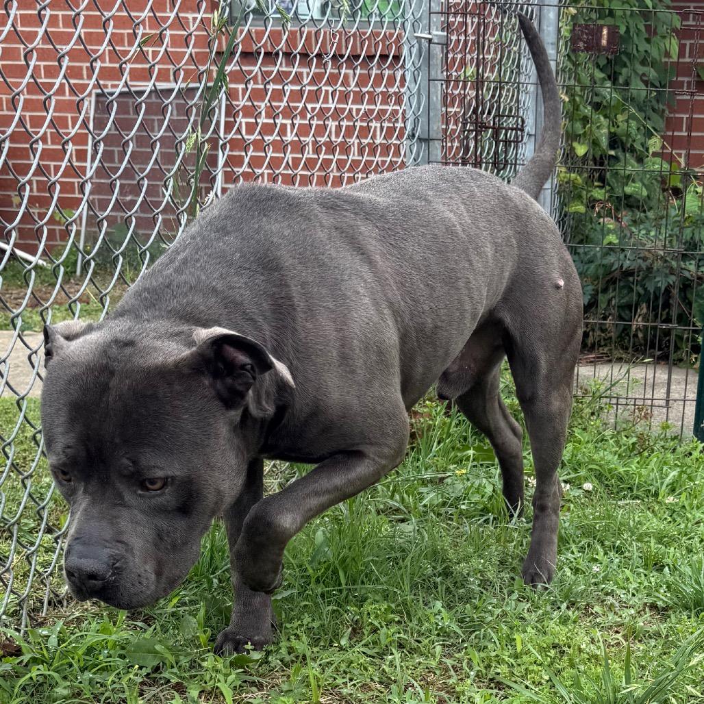 Loki, a Adoptable mixed breed in Jacksonville, AR image 1/5