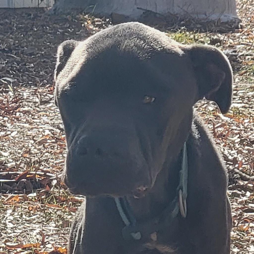 Loki, a Adoptable mixed breed in Jacksonville, AR image 1/2