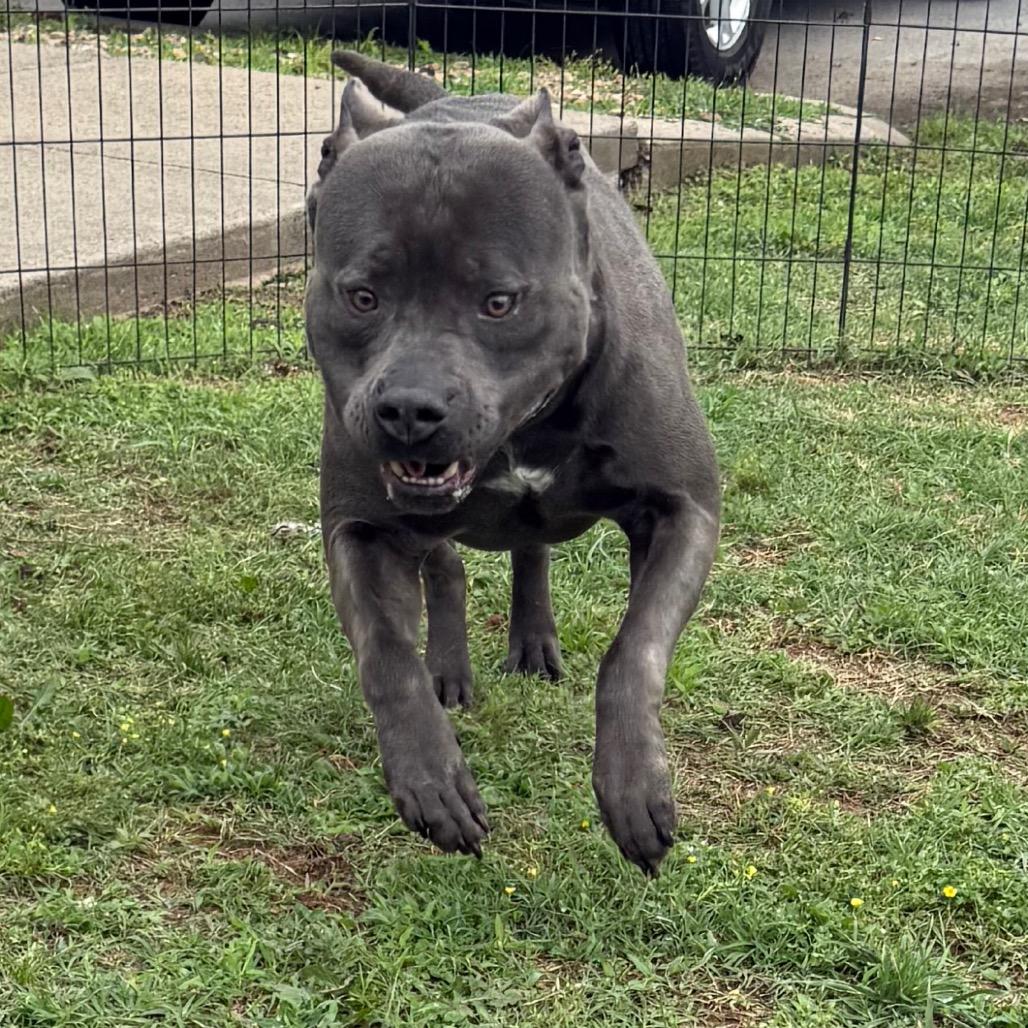Loki, a Adoptable mixed breed in Jacksonville, AR image 3/5