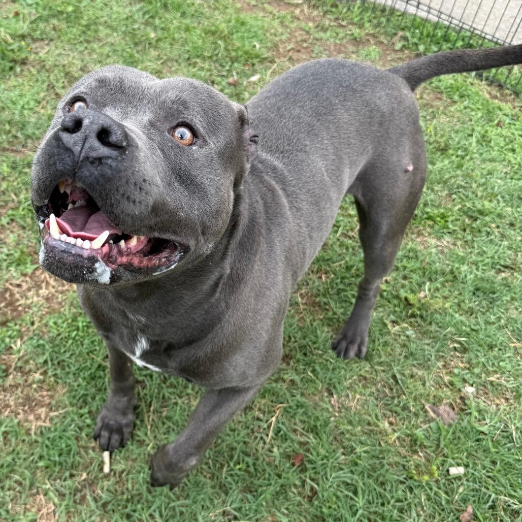 Loki, a Adoptable mixed breed in Jacksonville, AR image 4/5