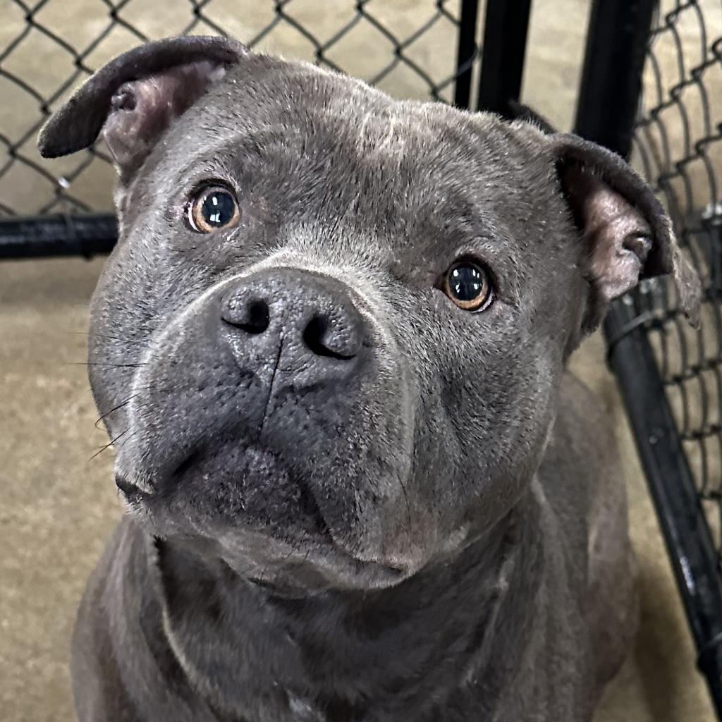 Loki, a Adoptable mixed breed in Jacksonville, AR image 2/2
