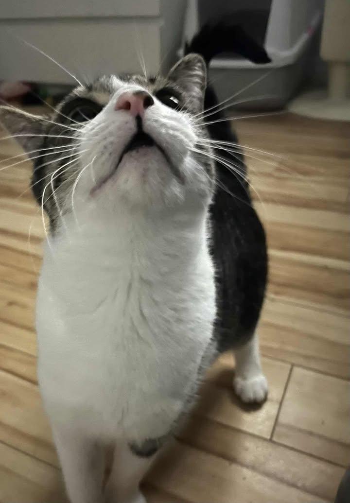 Ruby, Adoptable, Adult Female Domestic Short Hair.