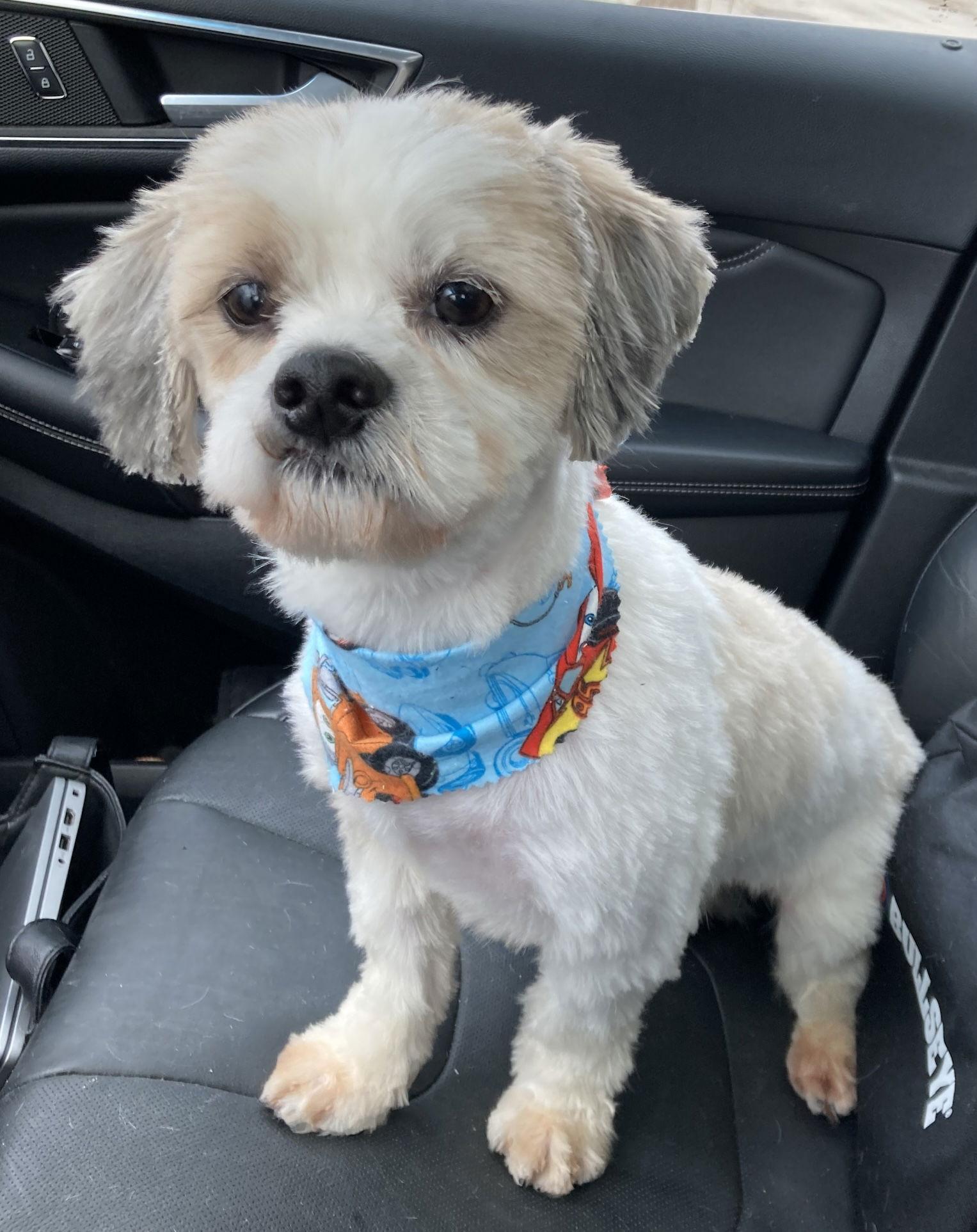 Enlarge Osito CA, a Adoptable Maltese in Hillside, IL image 1/2