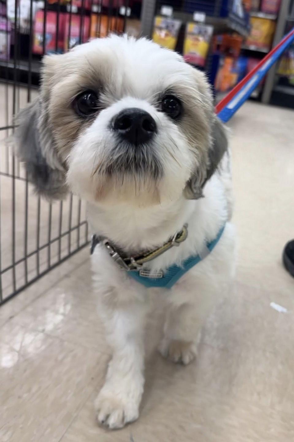 Osito Ca thumbnail 2