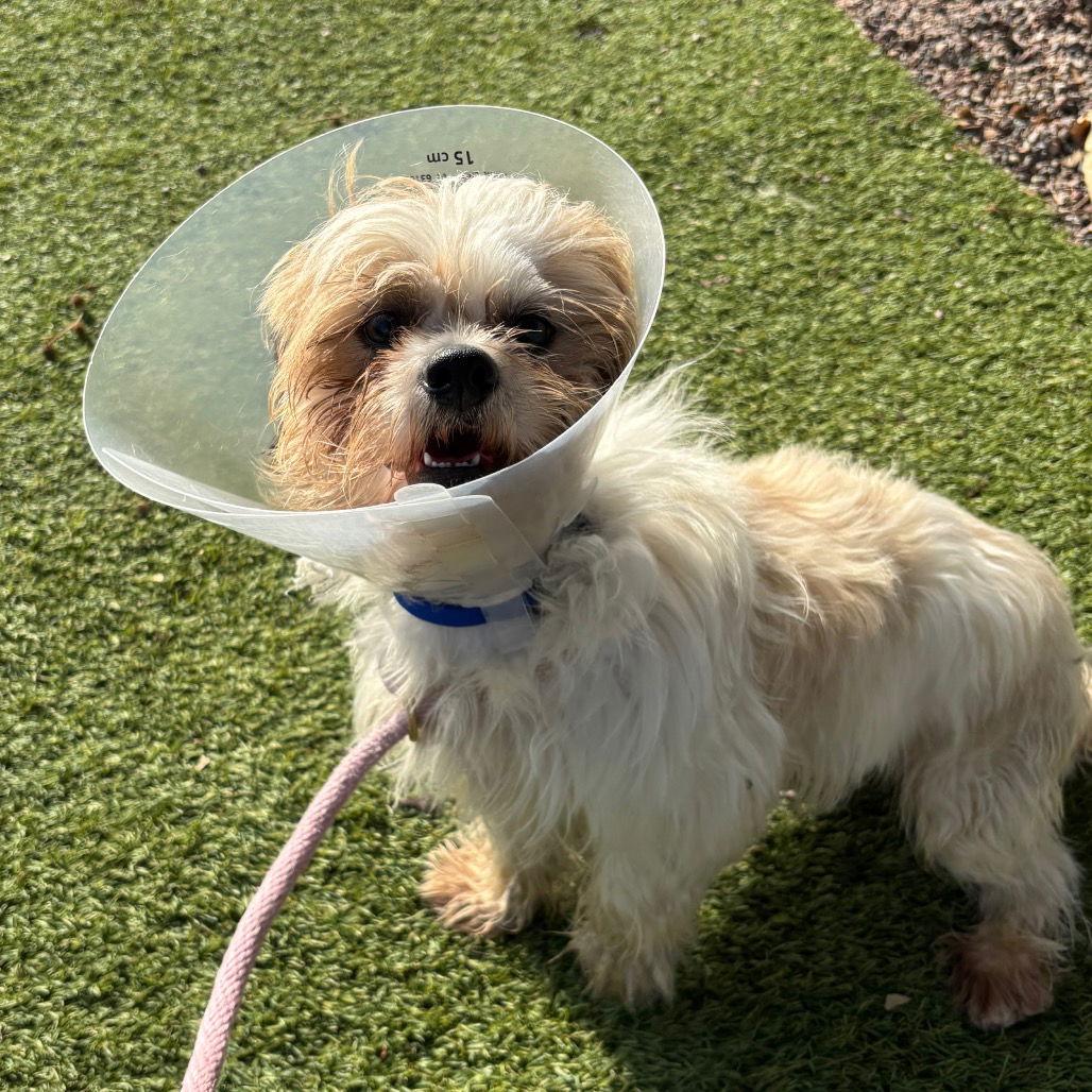 Enlarge Osito CA, a Adoptable Maltese in Hillside, IL image 2/2