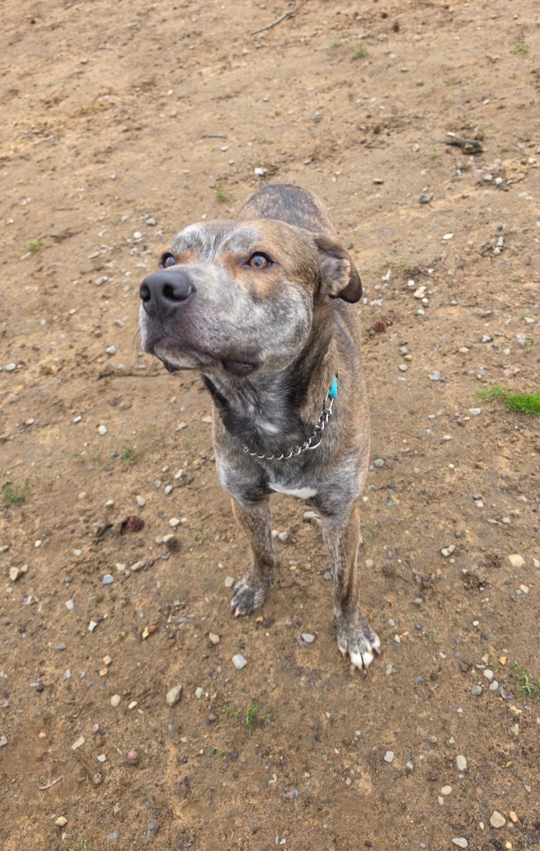 Tigger, ADOPTABLE, Adult Male Dutch Shepherd & Terrier.
