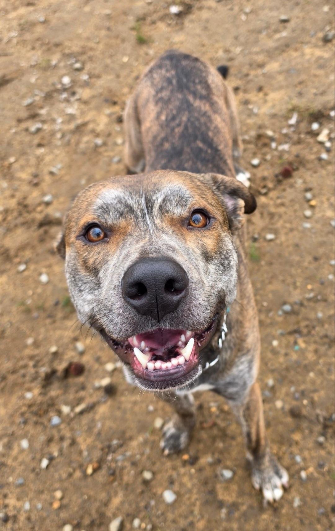 Enlarge Tigger, a ADOPTABLE mixed breed in Old Bridge, NJ image 2/2