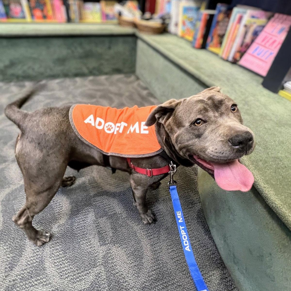 Lucelia, Adoptable, Young Female Pit Bull Terrier & Cane Corso.