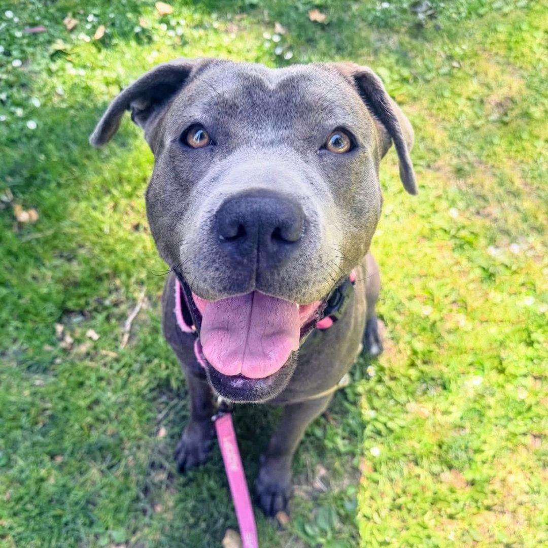 Lucelia, a Adoptable mixed breed in Oakland, CA image 2/3