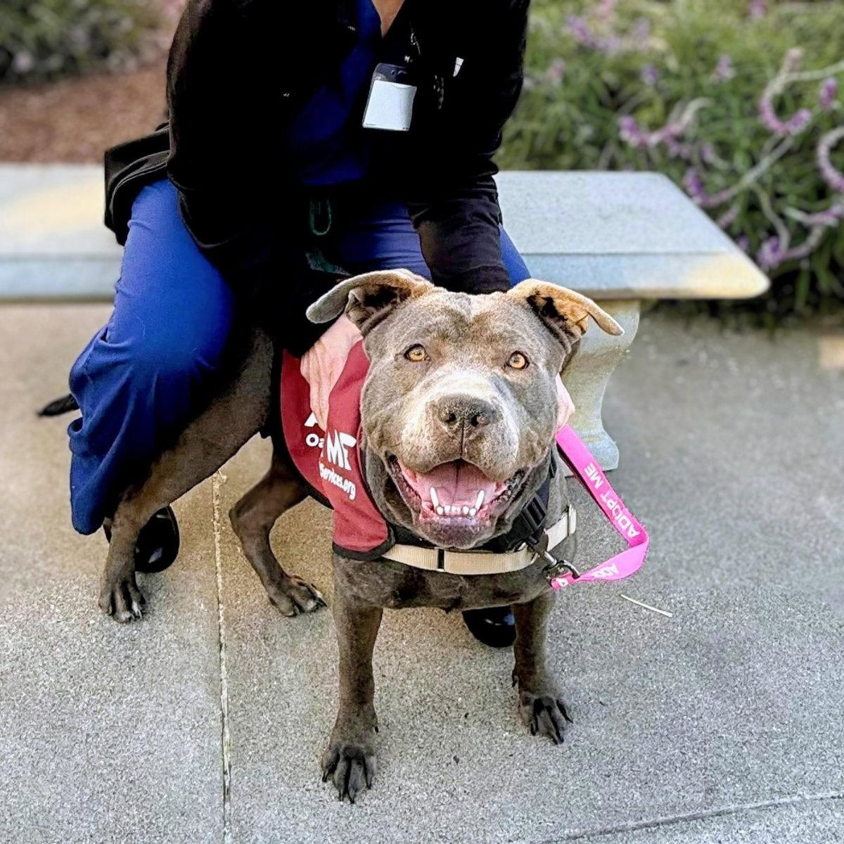 Lucelia, a Adoptable mixed breed in Oakland, CA image 3/3