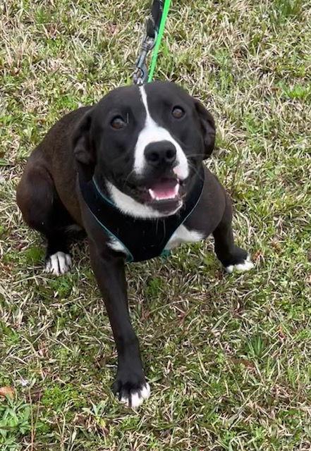 Tiffany, Adoptable, Adult Female Labrador Retriever.