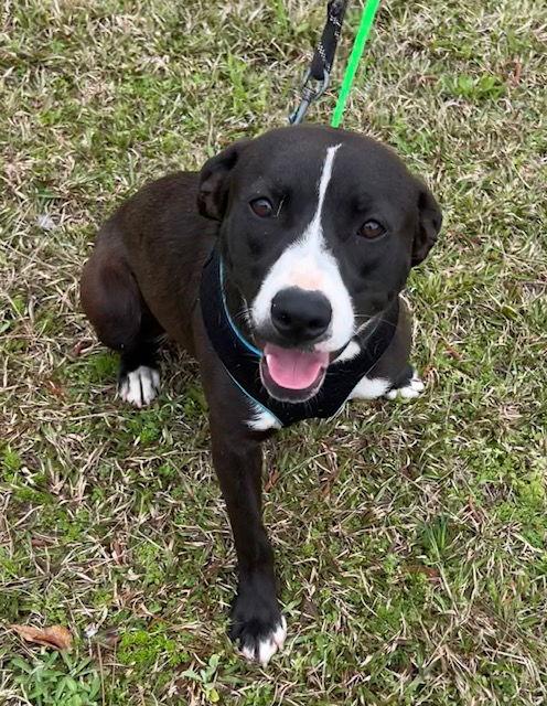 Tiffany, a Adoptable Labrador Retriever in Ringoes, NJ image 3/3