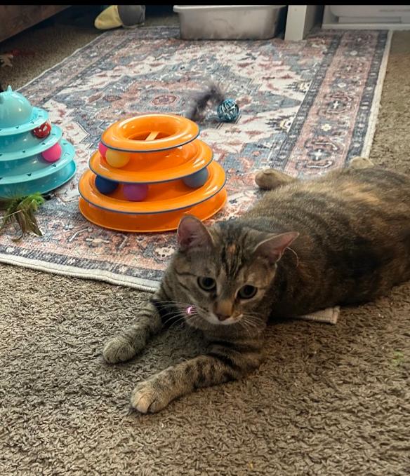 Hira, a Adoptable Domestic Short Hair in Brattleboro, VT image 2/6
