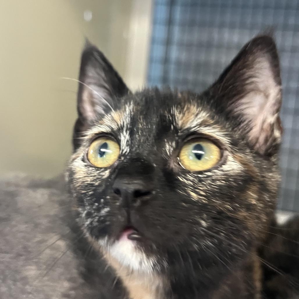 Emmy Demmy Dong, Adoptable, Kitten Female Domestic Short Hair.