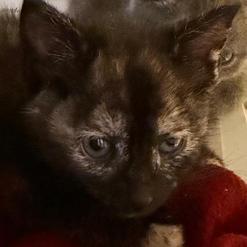 Enlarge Emmy Demmy Dong, a Adoptable Domestic Short Hair in Ruckersville, VA image 2/2