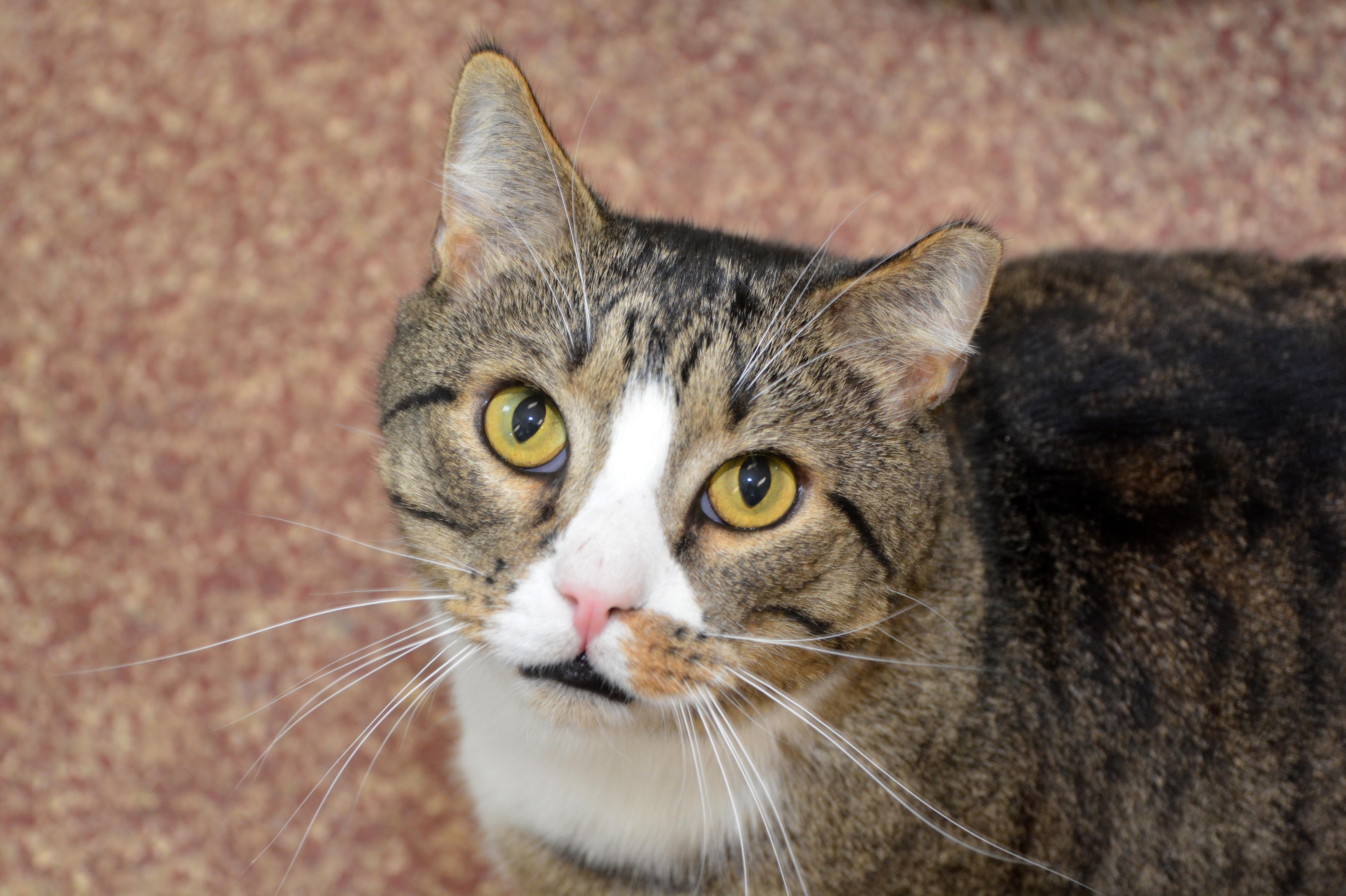 Bruce, an adoptable Domestic Short Hair in Round Rock, TX, 78664 | Photo Image 1
