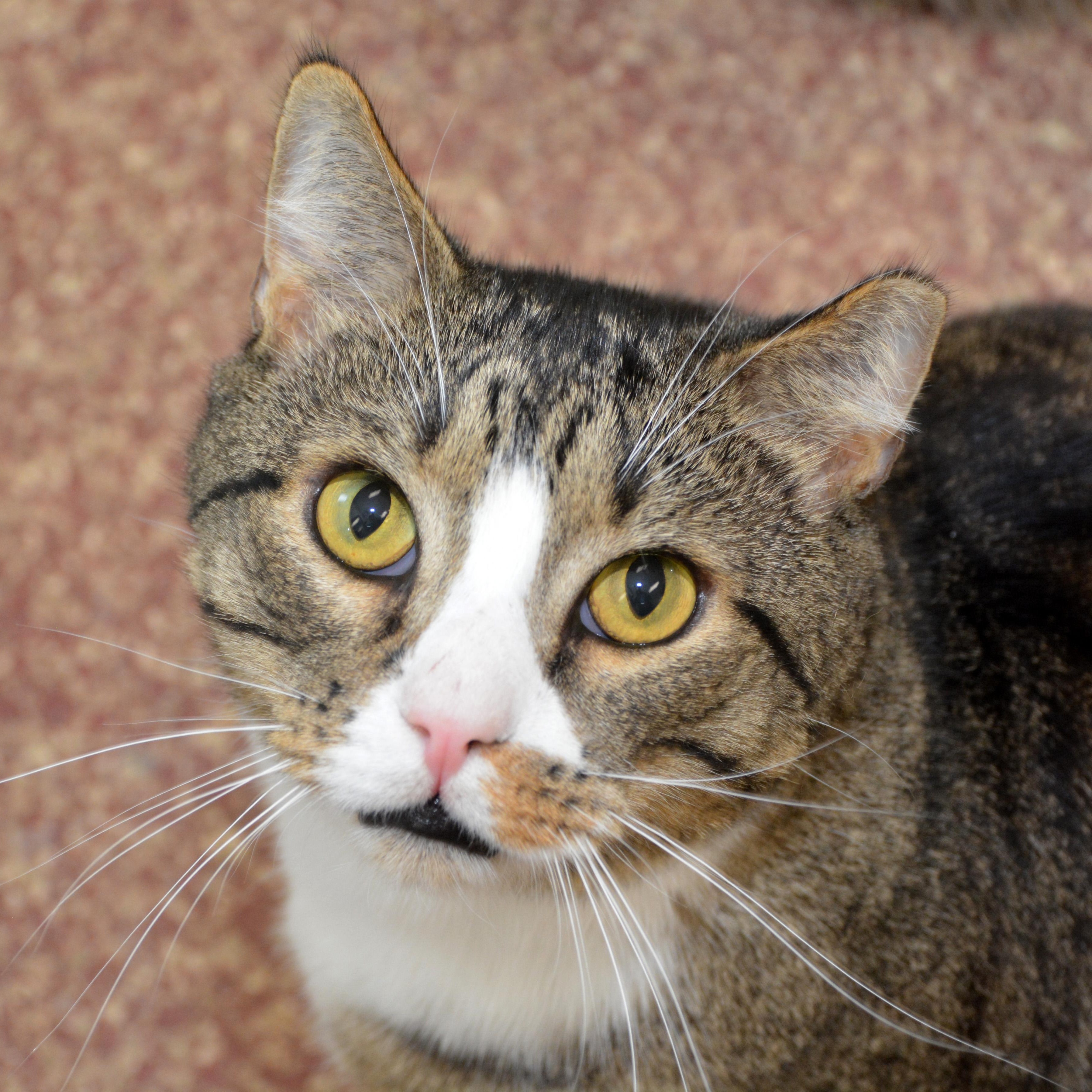 Enlarge Bruce, a Adoptable Domestic Short Hair in Round Rock, TX image 1/6
